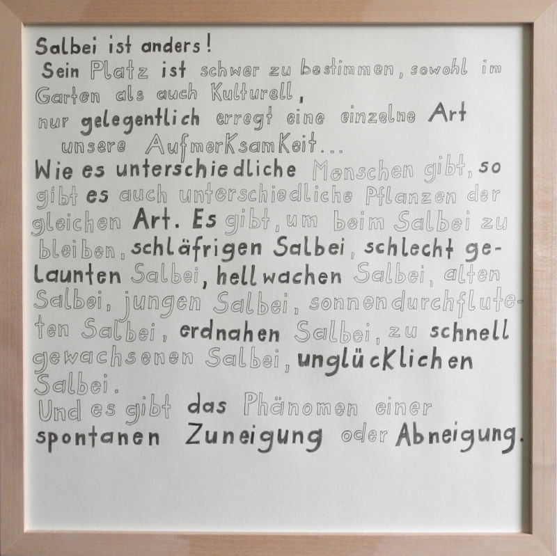 12 Salbei Unterarten0271.jpg