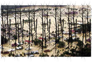 17 Hochwasser Palmen web.jpg